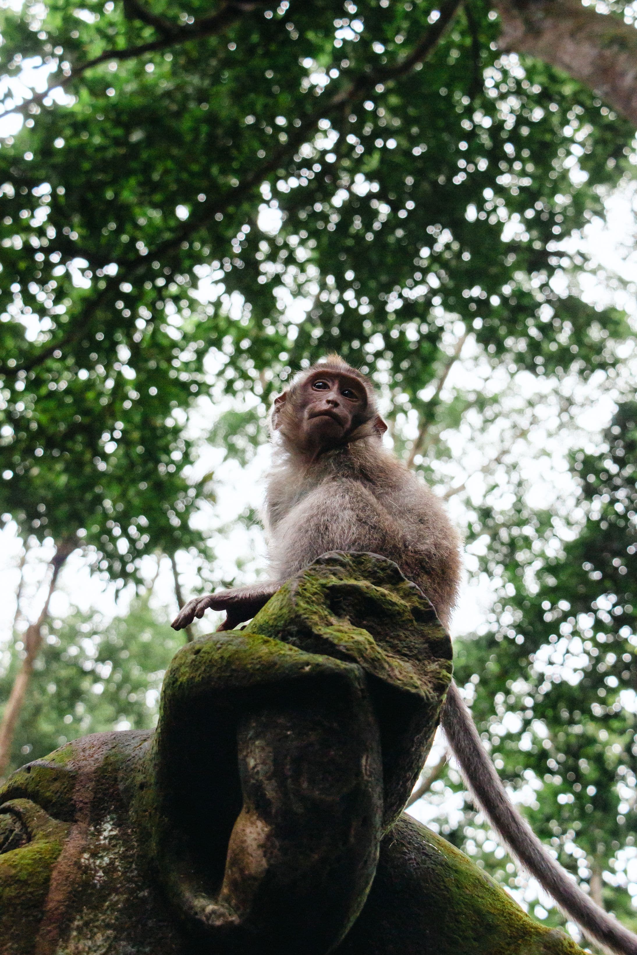 Ubud's Jungle Sanctuaries
