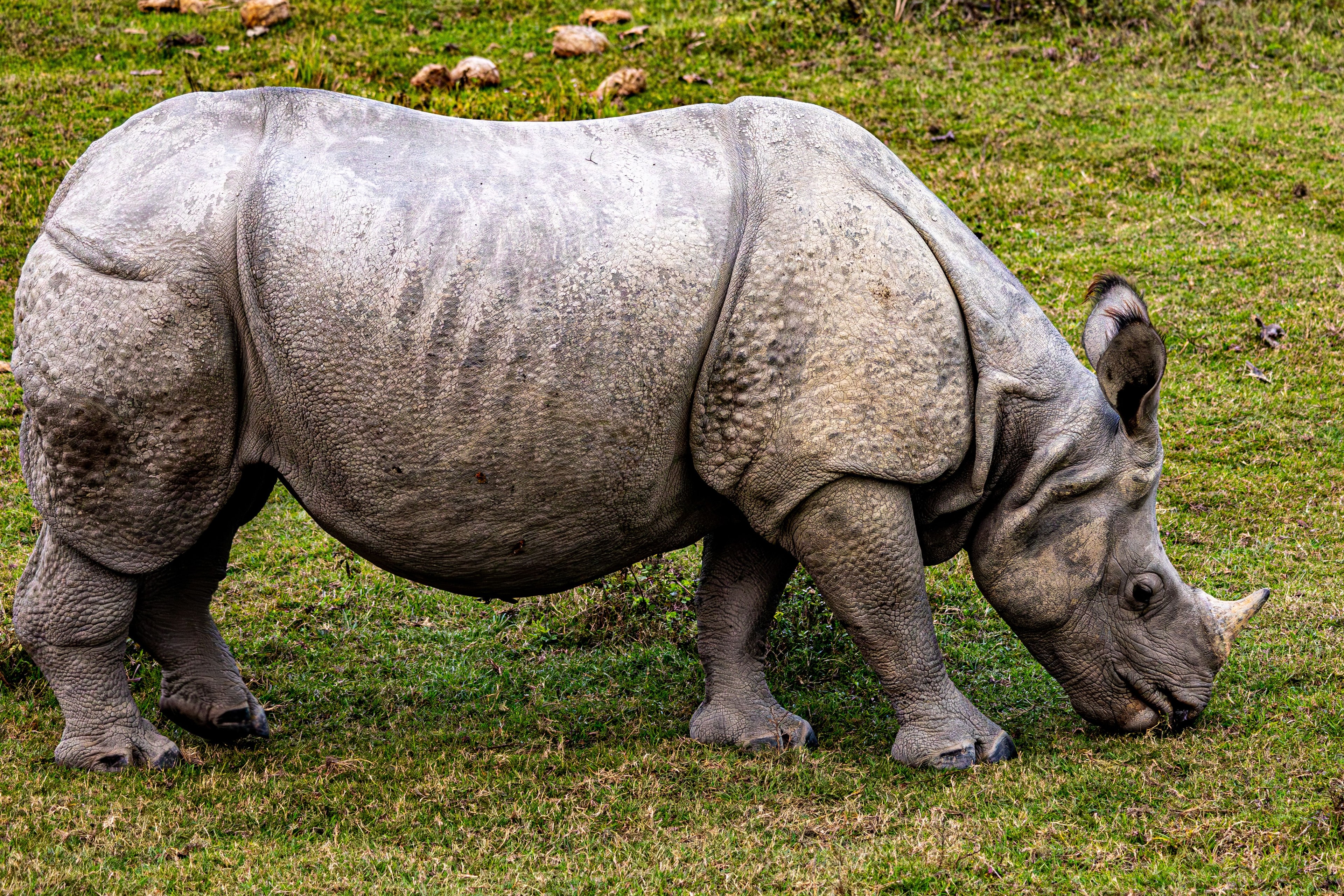Chitwan jungle safari and Himalayan peaks of Nepal